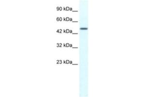 Western Blotting (WB) image for anti-Tripartite Motif Containing 39 (TRIM39) antibody (ABIN2461043) (TRIM39 抗体)