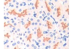 Detection of APOD in Mouse Kidney Tissue using Polyclonal Antibody to Apolipoprotein D (APOD) (Apolipoprotein D 抗体  (AA 1-189))