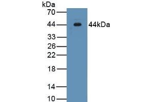Detection of Recombinant INHA, Human using Monoclonal Antibody to Inhibin Alpha (INHa) (Inhibin alpha 抗体  (AA 25-363))