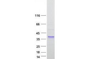 Western Blotting (WB) image for Surfactant Protein A1 (SFTPA1) (Transcript Variant 3) protein (Myc-DYKDDDDK Tag) (ABIN2712368)
