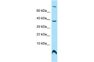 WB Suggested Anti-OST4 Antibody Titration: 1. (OST4 抗体  (C-Term))