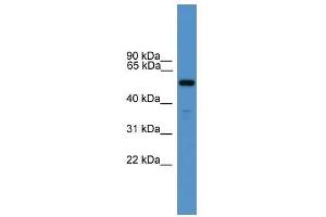 RXFP3 antibody used at 0. (Relaxin 3 Receptor 1 抗体  (N-Term))