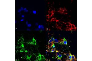 Immunocytochemistry/Immunofluorescence analysis using Mouse Anti-AMIGO-1 Monoclonal Antibody, Clone S86-36 (ABIN2483811). (AMIGO1 抗体  (AA 554-574) (Biotin))