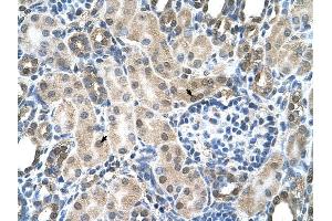 SLC19A1 antibody was used for immunohistochemistry at a concentration of 4-8 ug/ml to stain Epithelial cells of renal tubule (arrows) in Human Kidney. (SLC19A1 抗体)