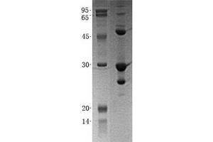 Validation with Western Blot