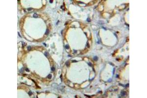 Used in DAB staining on fromalin fixed paraffin-embedded pancreas tissue (Tetraspanin 3 抗体  (AA 107-213))
