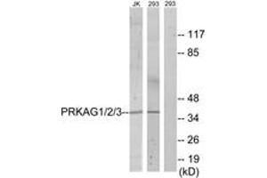 Western blot analysis of extracts from 293/Jurkat cells, using PRKAG1/2/3 Antibody. (PRKAG1/2/3 抗体  (AA 46-95))