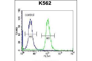 Flow cytometric analysis of K562 cells (right histogram) compared to a negative control cell (left histogram). (AMELX 抗体  (N-Term))