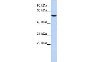 Western Blotting (WB) image for anti-Zinc Finger Protein 248 (ZNF248) antibody (ABIN2458194) (ZNF248 抗体)
