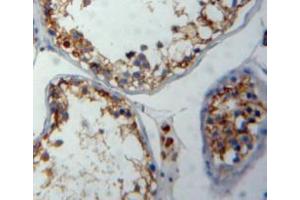 IHC-P analysis of testis tissue, with DAB staining. (FNBP1 抗体  (AA 348-529))