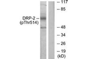 DRP2 antibody  (pThr514)