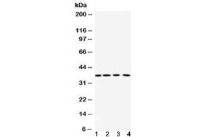 Western blot testing of 1) rat thymus, 2) rat ovary, 3) mouse liver and 4) human placenta lysate using Purine nucleoside phosphorylase antibody at 0. (PNP 抗体  (AA 161-189))
