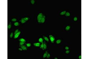 Immunofluorescent analysis of HepG2 cells using ABIN7160405 at dilution of 1:100 and Alexa Fluor 488-congugated AffiniPure Goat Anti-Rabbit IgG(H+L) (MYEF2 抗体  (AA 372-576))