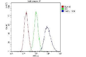 Flow Cytometry analysis of A431 cells using anti-PARN antibody (ABIN6719422). (PARN 抗体  (AA 1-301))