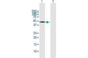 Western Blot analysis of EFEMP2 expression in transfected 293T cell line by EFEMP2 MaxPab polyclonal antibody. (FBLN4 抗体  (AA 1-443))