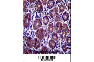 EIF2S1 Antibody immunohistochemistry analysis in formalin fixed and paraffin embedded human stomach tissue followed by peroxidase conjugation of the secondary antibody and DAB staining. (EIF2S1 抗体  (N-Term))