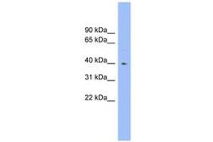 Image no. 1 for anti-Fucosyltransferase 1 (Galactoside 2-alpha-L-Fucosyltransferase, H Blood Group) (FUT1) (AA 287-336) antibody (ABIN6744767) (FUT1 抗体  (AA 287-336))