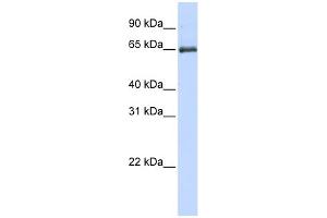 WB Suggested Anti-HSPA2 Antibody Titration: 0. (HSPA2 抗体  (Middle Region))