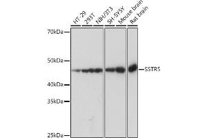 Western blot analysis of extracts of various cell lines, using SSTR5 Rabbit mAb (ABIN7270495) at 1:1000 dilution. (SSTR5 抗体)