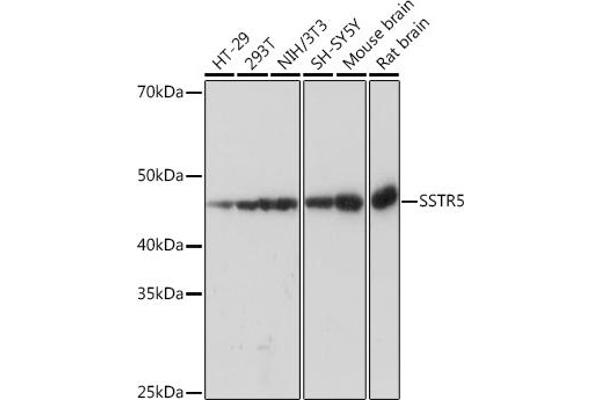 SSTR5 抗体