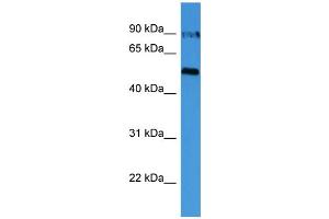 WB Suggested Anti-OVGP1  Antibody Titration: 0. (OVGP1 抗体  (C-Term))