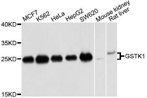 Western blot analysis of extracts of various cell lines, using GSTK1 antibody. (GSTK1 抗体  (AA 1-226))