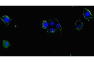 Immunofluorescent analysis of HepG2 cells using ABIN7169848 at dilution of 1:100 and Alexa Fluor 488-congugated AffiniPure Goat Anti-Rabbit IgG(H+L) (SMIM1 抗体  (AA 1-46))