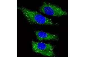 Immunofluorescent analysis of 4 % paraformaldehyde-fixed, 0. (ITIH4 抗体  (AA 784-816))