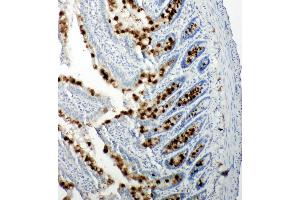 Anti-p107 antibody, IHC(P) IHC(P): Rat Intestine Tissue (p107 抗体  (C-Term))