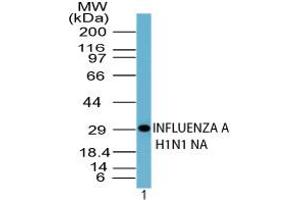 Image no. 1 for anti-Influenza A Virus H1N1 antibody (Influenza Virus) (AA 35-48) (ABIN960233) (Influenza A Virus H1N1 抗体 (Influenza Virus) (AA 35-48))