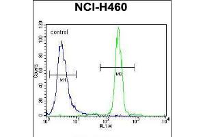 Flow cytometric analysis of NCI-H460 cells (right histogram) compared to a negative control cell (left histogram). (XYLT1 抗体  (N-Term))