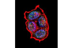 Confocal immunofluorescent analysis of AVP Antibody (Center) (ABIN651748 and ABIN2840385) with ZR-75-1 cell followed by Alexa Fluor 488-conjugated goat anti-rabbit lgG (green). (Vasopressin 抗体  (AA 102-129))