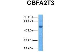 Host:  Rabbit  Target Name:  CBFA2T3  Sample Tissue:  Human Fetal Lung  Antibody Dilution:  1. (CBFA2T3 抗体  (N-Term))