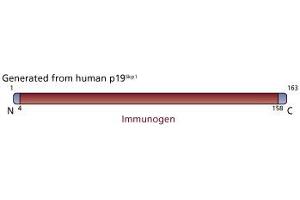 Image no. 3 for anti-S-Phase Kinase-Associated Protein 1 (SKP1) (AA 4-158) antibody (ABIN968019) (SKP1 抗体  (AA 4-158))