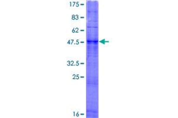 Olfactory Receptor 2F1 (OR2F1) (AA 1-317) protein (GST tag)