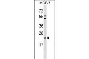 Western blot analysis in MCF-7 cell line lysates (35ug/lane). (EBP 抗体  (C-Term))