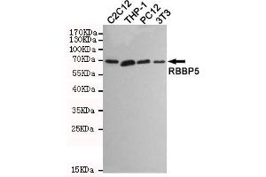Western blot detection of RBBP5 in C2C12,THP-1,PC12 and 3T3 cell lysates using RBBP5 mouse mAb (1:1000 diluted). (RBBP5 抗体)
