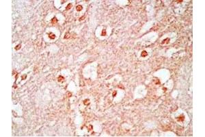 Mouse brain tissue was stained by Rabbit Anti-Neuropeptide S, Prepro (23-67)  (Mouse) Antibody (NPS 抗体  (Preproprotein))