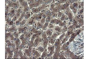 Image no. 13 for anti-TSC22 Domain Family, Member 1 (TSC22D1) antibody (ABIN1501535)