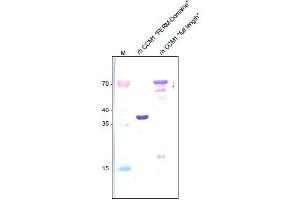 Western analysis of recombinant Human CCM-1 (FERM domain) and recombinant Human full length CCM-1 using a Rabbit polyclonal anti-Human CCM-1 antibody Cat. (KRIT1 抗体  (N-Term))
