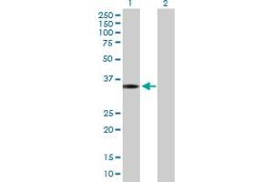 Western Blot analysis of CBX7 expression in transfected 293T cell line by CBX7 MaxPab polyclonal antibody. (CBX7 抗体  (AA 1-251))