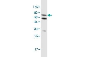 Western Blotting (WB) image for anti-Caspase 4, Apoptosis-Related Cysteine Peptidase (CASP4) (AA 1-377) antibody (ABIN1326998)