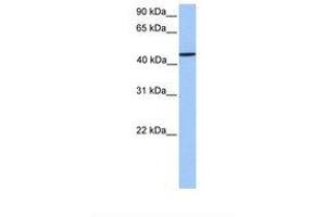 Image no. 1 for anti-Zinc Finger Protein 680 (ZNF680) (AA 144-193) antibody (ABIN6739472) (ZNF680 抗体  (AA 144-193))