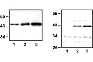 LEFT: 1:1,000 (1μg/mL) Ab dilution used in WB of HEK293 cell lysate, 5μg (1), 10μg (2), and 30μg (3) of cell lysate used, RIGHT: IP of anti-ERK1 (1μL) using HeLa cell lysate, 10μg (1), 25μg (2), and 50μg (3) of cell lysate used