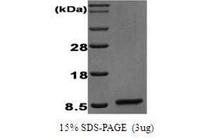 Figure annotation denotes ug of protein loaded and % gel used. (EGF 蛋白)