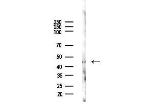 anti-Signal Transducing Adaptor Family Member 2 (STAP2) (C-Term) antibody
