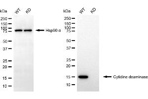 anti-Cytidine Deaminase (CDA) antibody