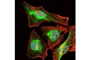 Immunofluorescence (IF) image for anti-BPI Fold Containing Family B, Member 1 (BPIFB1) antibody (ABIN1108057) (BPIFB1 抗体)