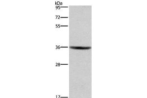 Western Blot analysis of HT-29 cell using GPR171 Polyclonal Antibody at dilution of 1:400 (GPR171 抗体)