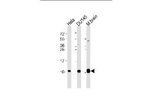 All lanes : Anti-GNG12 Antibody (C-Term) at 1:2000 dilution Lane 1: Hela whole cell lysate Lane 2: D whole cell lysate Lane 3: mouse brain lysate Lysates/proteins at 20 μg per lane. (GNG12 抗体  (AA 37-68))